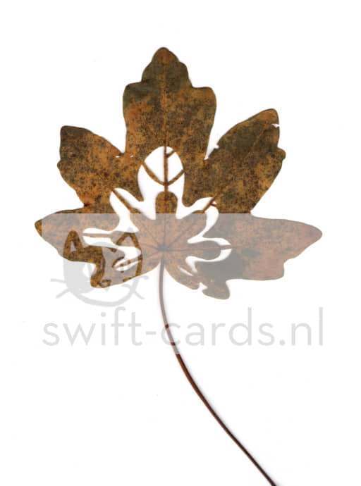 SBL01-01-002-Acer-campestre-2