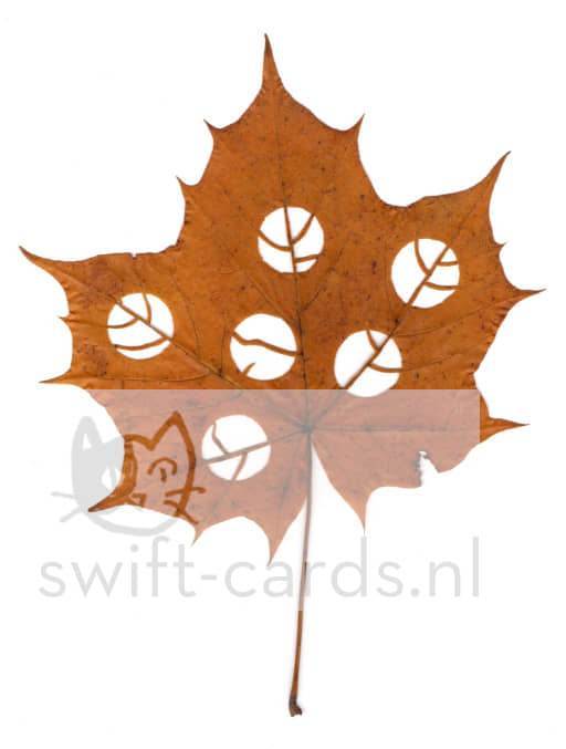 SBL01-01-003-Acer-platanoides-1