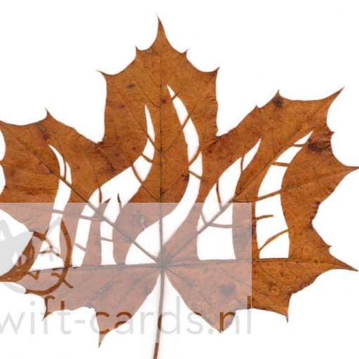 SBL01-01-004-Acer-platanoides-2-1