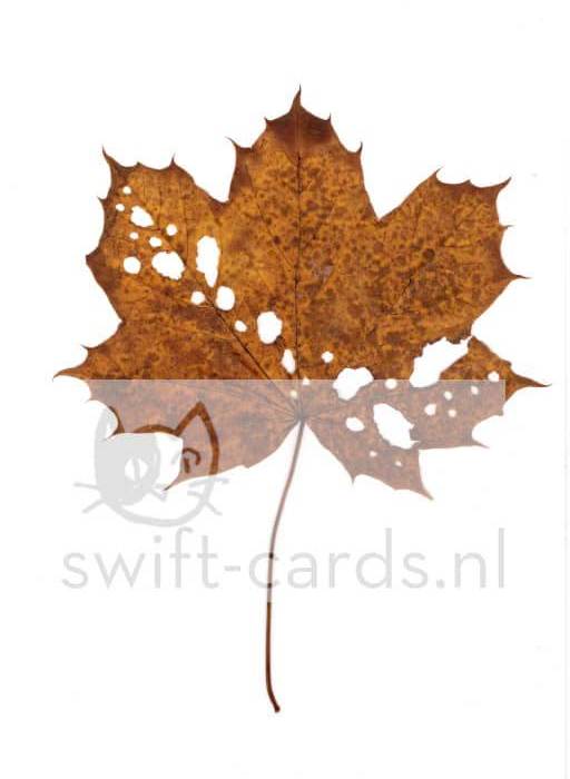 SBL01-01-006-Acer-platanoides-6