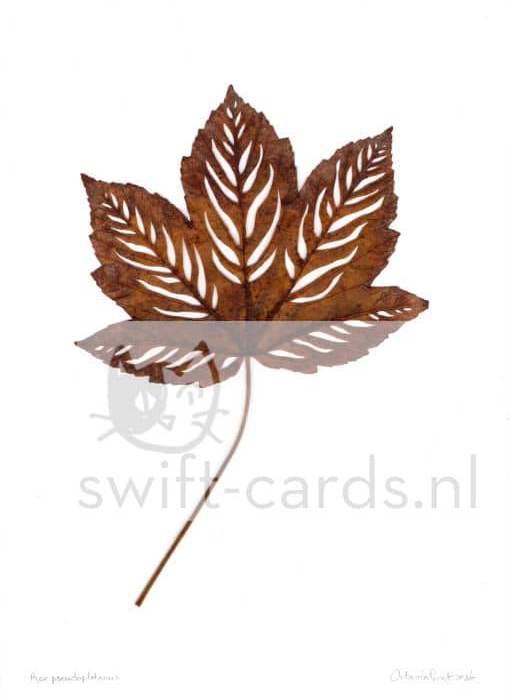 SBL01-01-007-Acer-pseudoplatanus-2