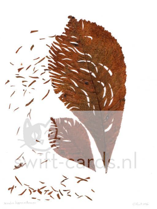 SBL01-01-009-Aesculus-hippocastanum