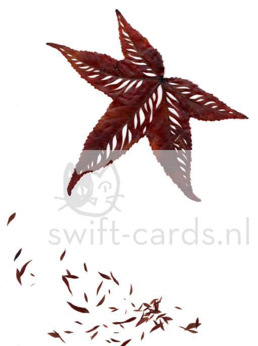 SBL01-01-012-Liquidambar-styraciflua-2