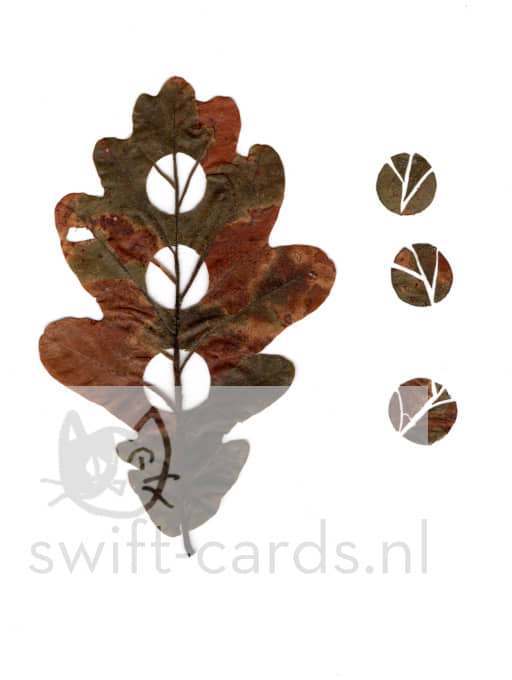 SBL01-01-018-Quercus-robur-5