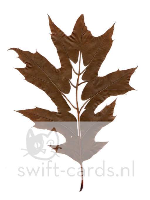 SBL01-01-019-Quercus-rubra-3